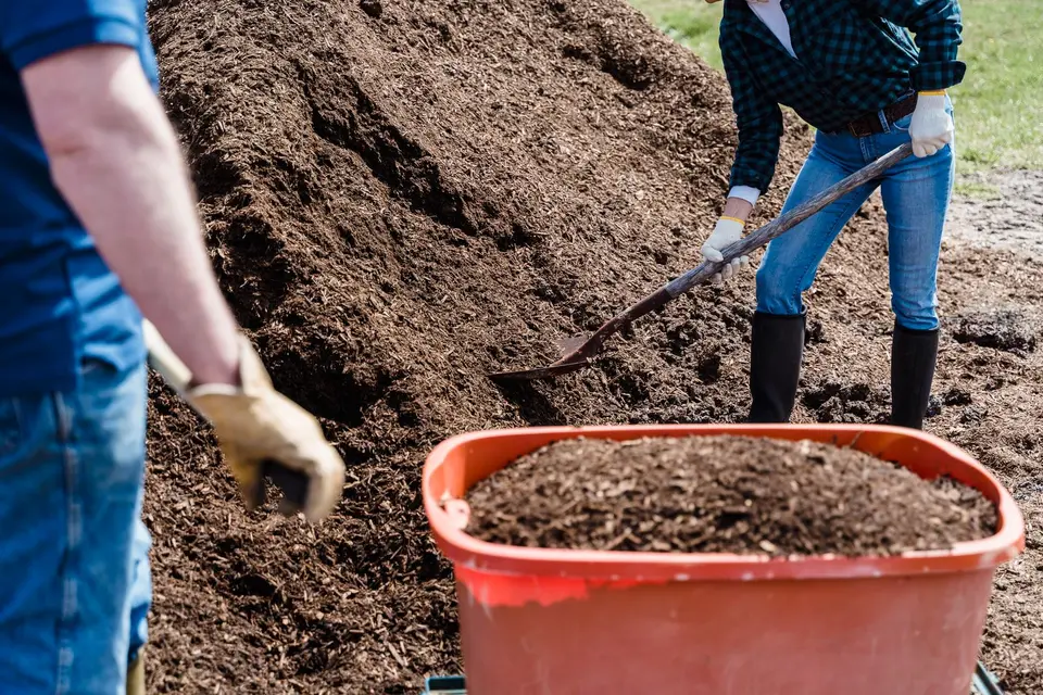 A farmer's hands spreading dark compost on bare soil between young vegetable beds.
