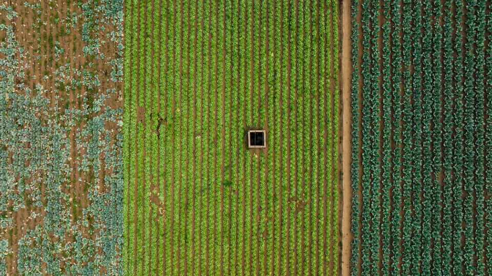 Neat rows of leafy vegetables growing in dark soil on a farm in morning light.
