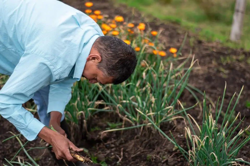 A pair of hands pulling weeds by hand between rows of young vegetables in a sunny field.