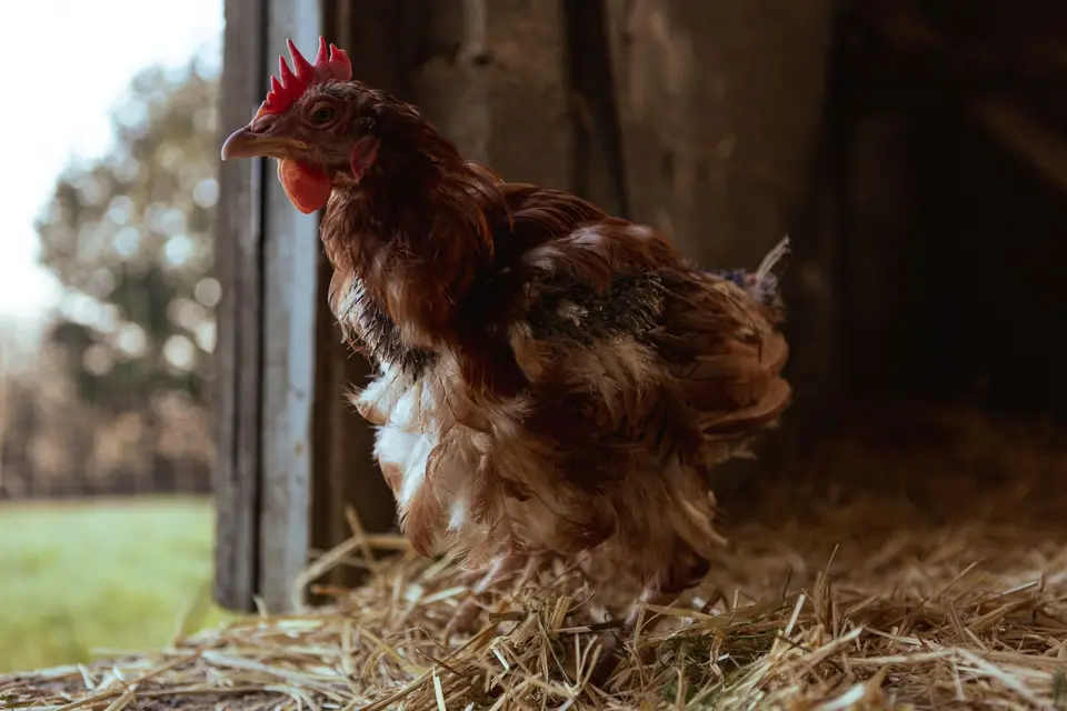 Laying hens walking on straw bedding inside a bright, open poultry house, seen from a distance.