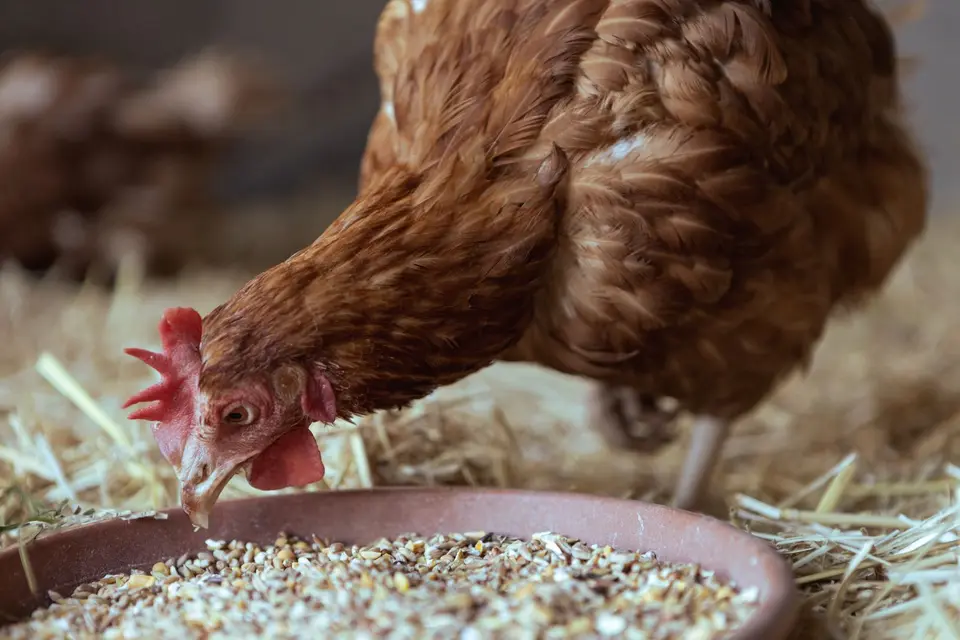 Laying hens pecking at scattered cracked grain on the ground beside a feeder in soft morning light.