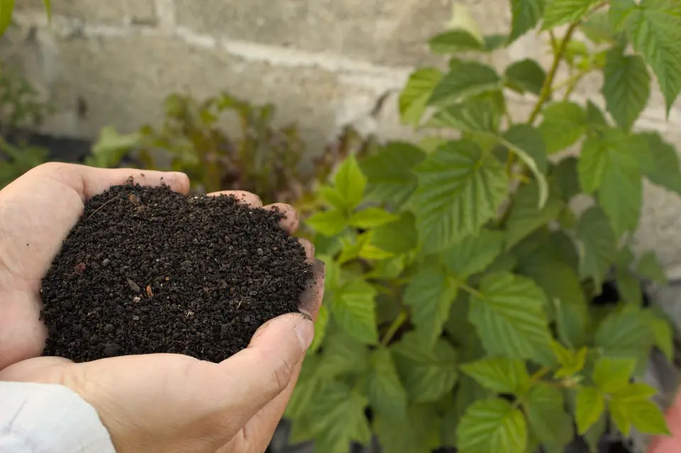 Dark crumbly compost spread on a vegetable bed beside young green plants.