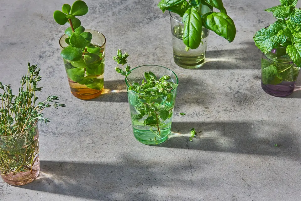 Fresh green lettuce leaves resting on a paper towel inside a clear storage container.