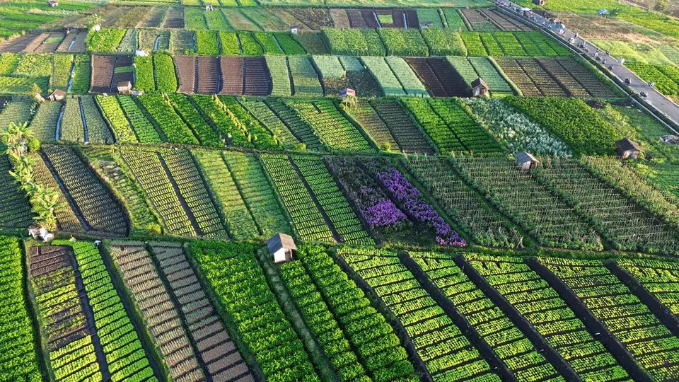 Rows of leafy green vegetables growing in a field under a soft morning sky.