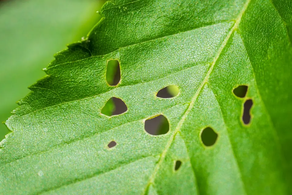 A bunch of green leafy vegetables with a few small holes and leaves of different sizes.