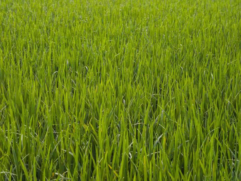 A flooded rice paddy at early growth stage, with a green legume cover crop growing on the bund beside it.