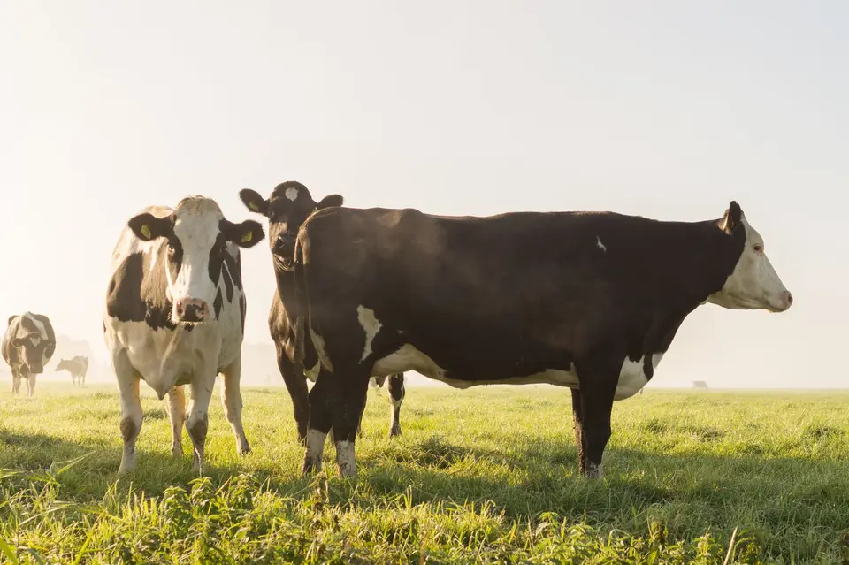 Dairy cows grazing on a green pasture under a clear sky, seen from a distance with no people in view.