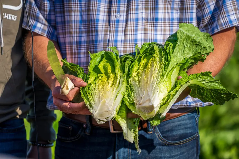 An upright head of cos lettuce with long green leaves and pale, thick ribs on a light surface.