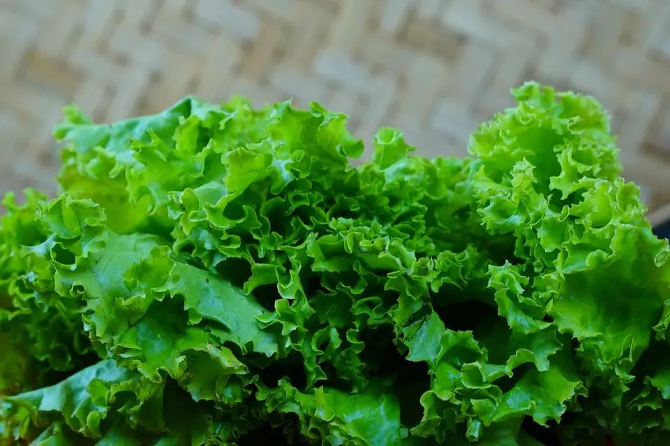 A loose head of green oak lettuce with ruffled, lobed leaves on a wooden board.
