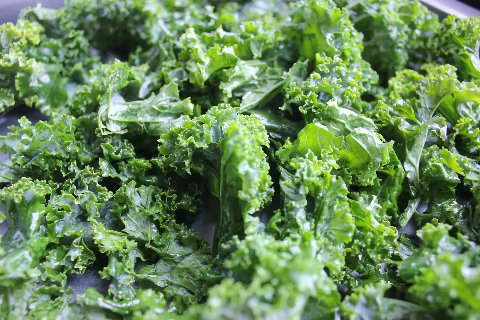 A bunch of dark green curly kale leaves on a kitchen counter.