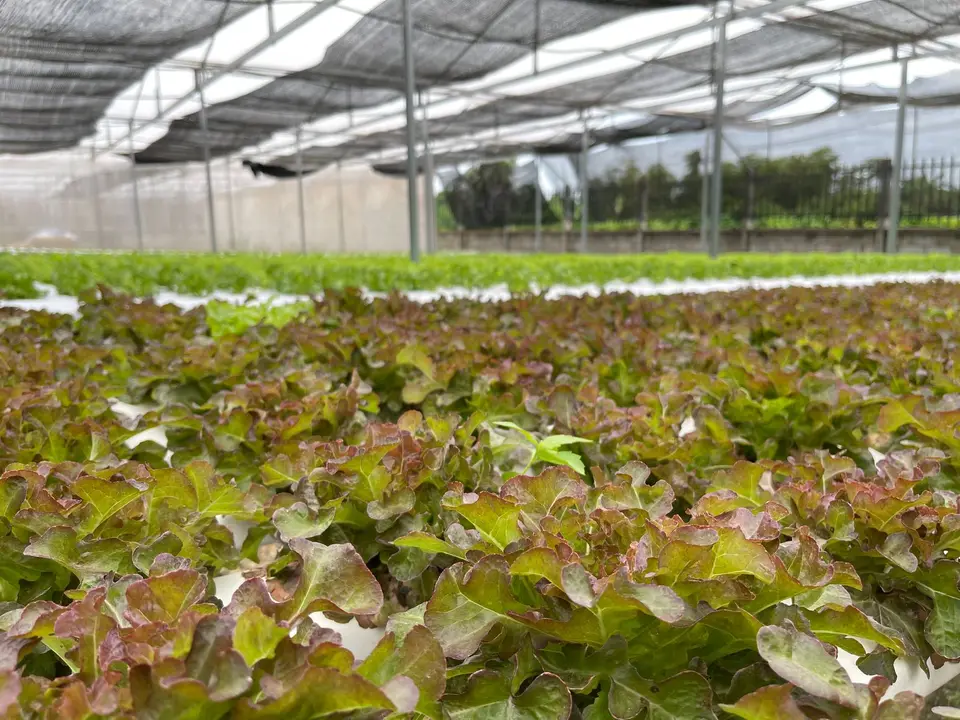 A head of red oak lettuce with ruffled leaves shading from green to deep red.