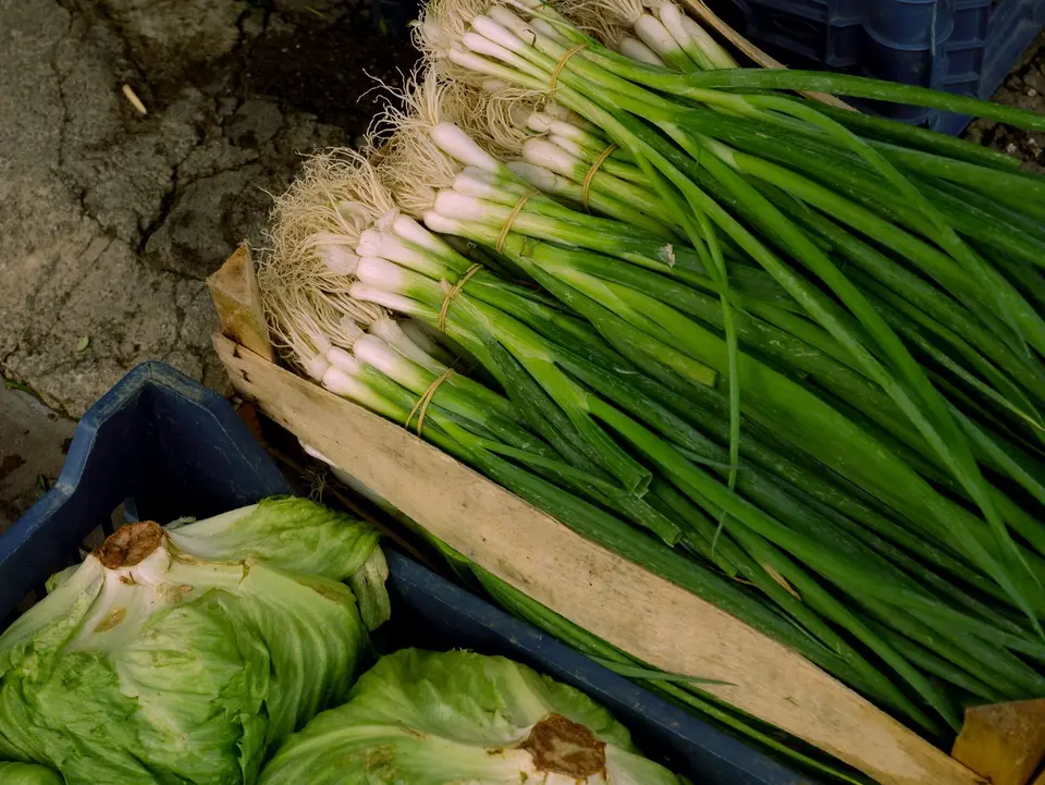A bunch of spring onions with white bulbs and long green leaves on a kitchen board.
