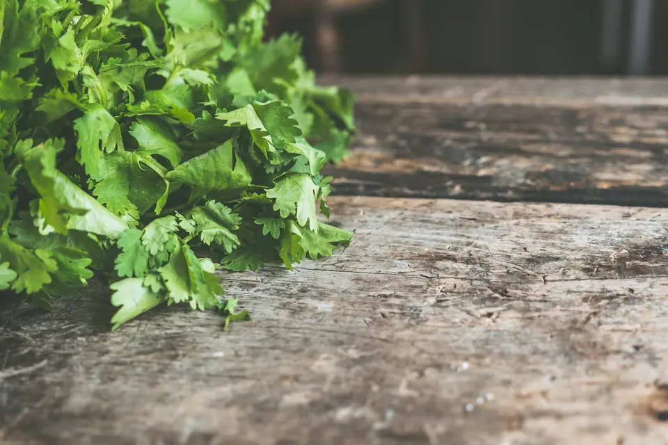 A bunch of fresh coriander with lacy green leaves and thin stems on a wooden board.