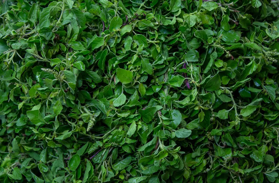 A bunch of fresh holy basil with small, slightly serrated green leaves on a kitchen board.