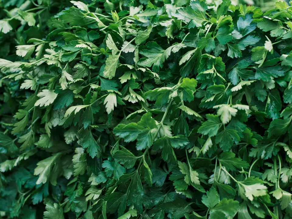 A bunch of flat leaf Italian parsley with deep green, broad leaves on a white board.