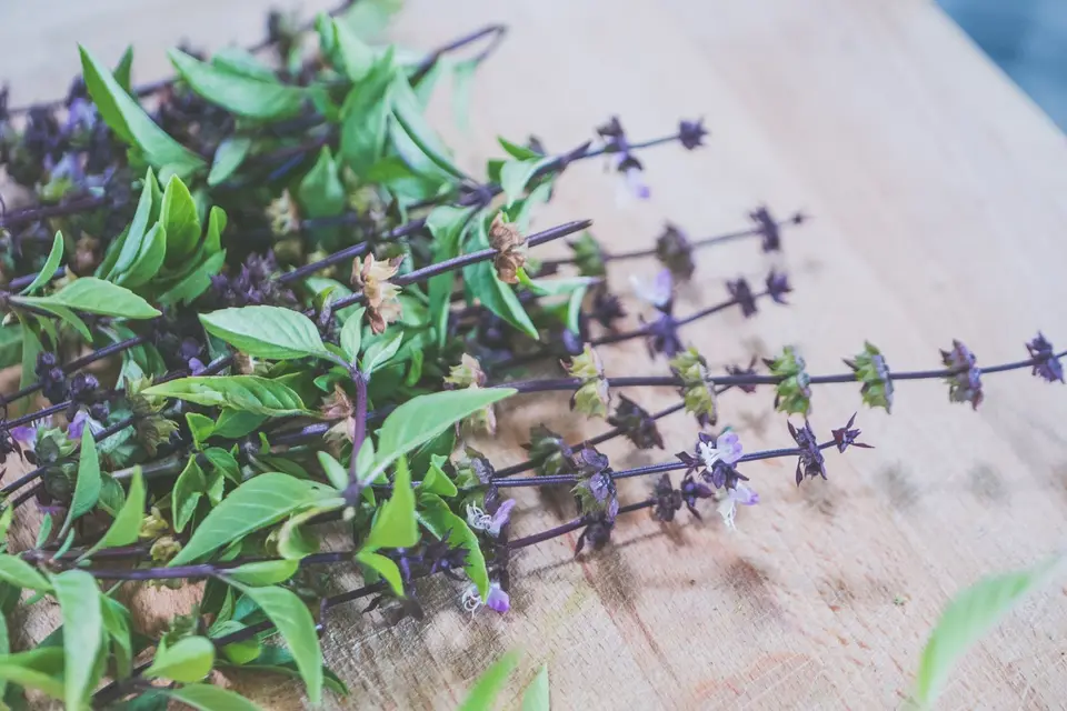 A bunch of Thai basil with glossy green leaves and dark purple stems on a white surface.