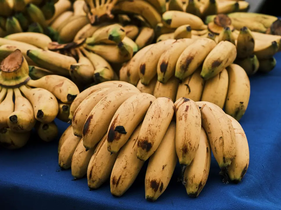 A hand of small yellow bananas on a pale wooden table.