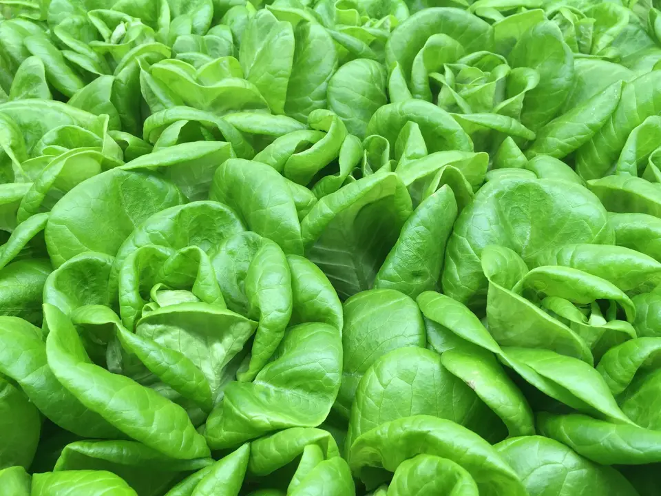 A small round head of butterhead lettuce with soft, pale green, cup shaped leaves.