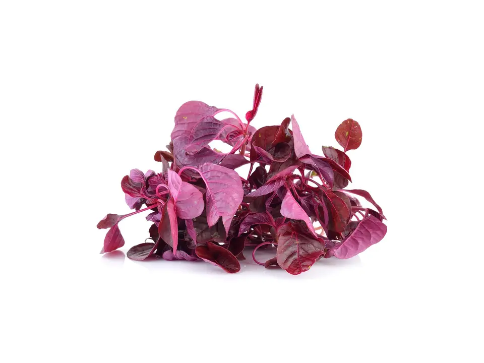 Chinese spinach (amaranth), on a white background