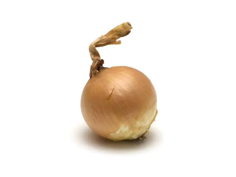 Onion, on a white background