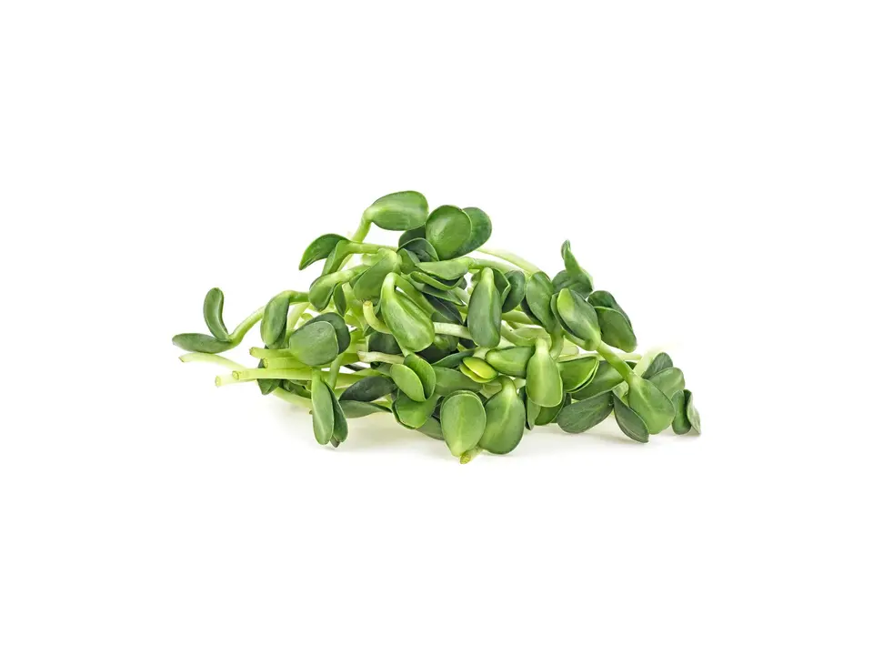 Sunflower sprouts, on a white background