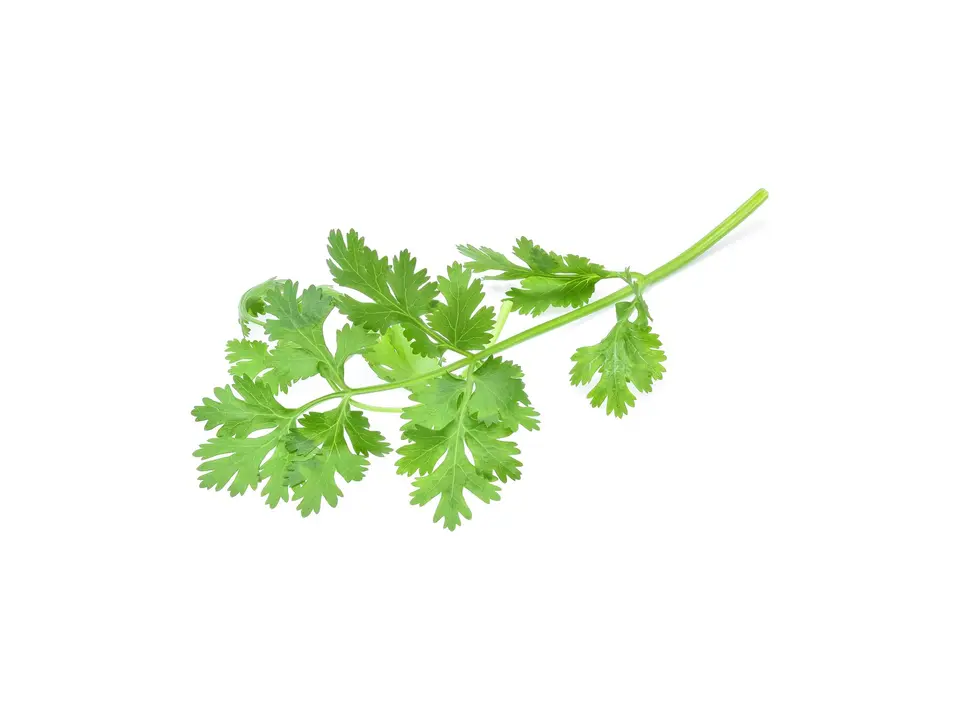 Coriander (phak chi), on a white background