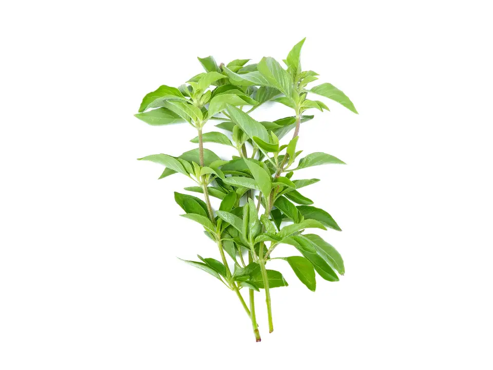 Lemon basil (maenglak), on a white background