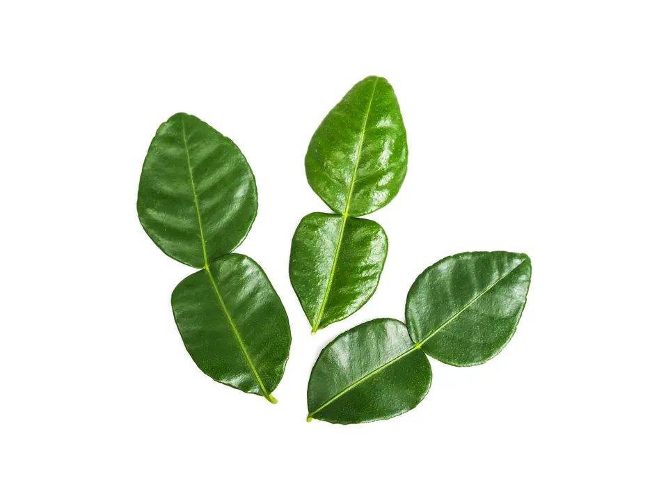 Kaffir lime leaves, on a white background