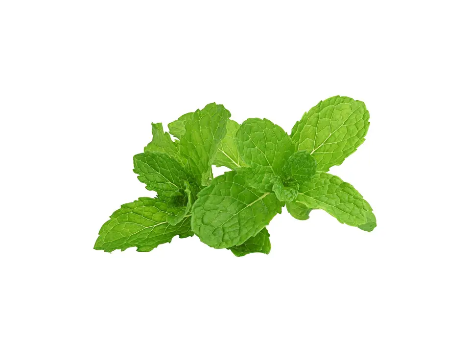 Mint, on a white background