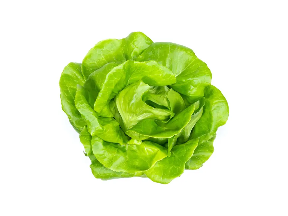 Butterhead lettuce, on a white background