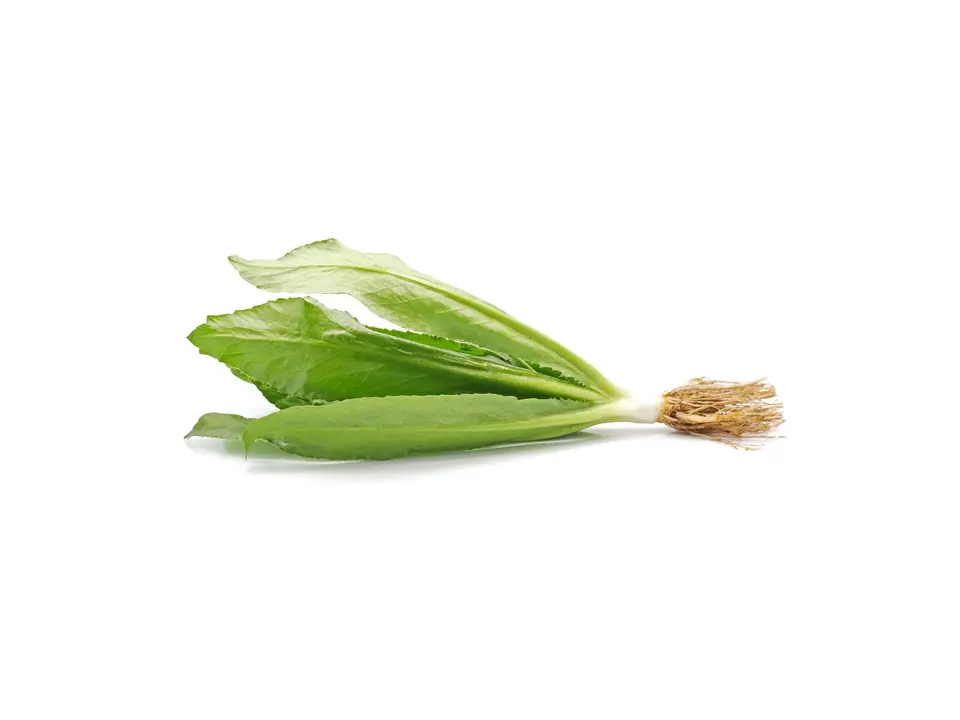 Culantro, on a white background