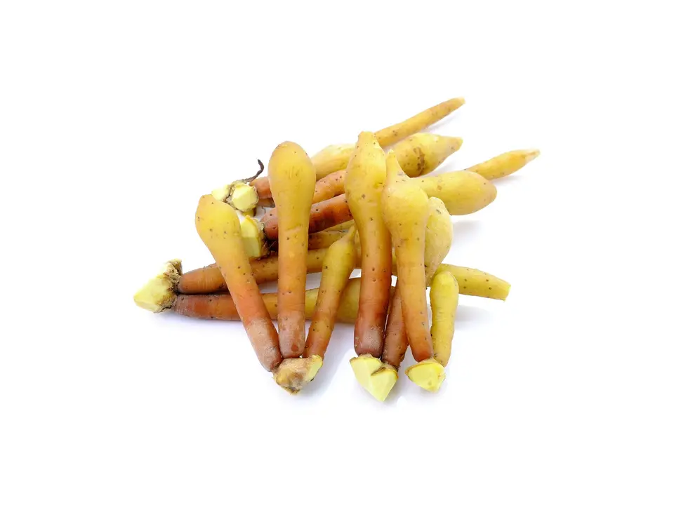 Fingerroot (krachai), on a white background