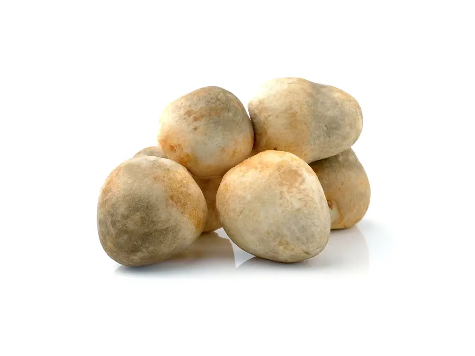 Straw mushroom, on a white background
