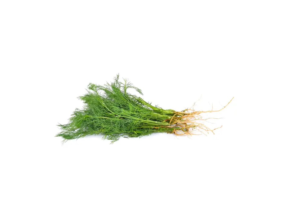 Dill, on a white background