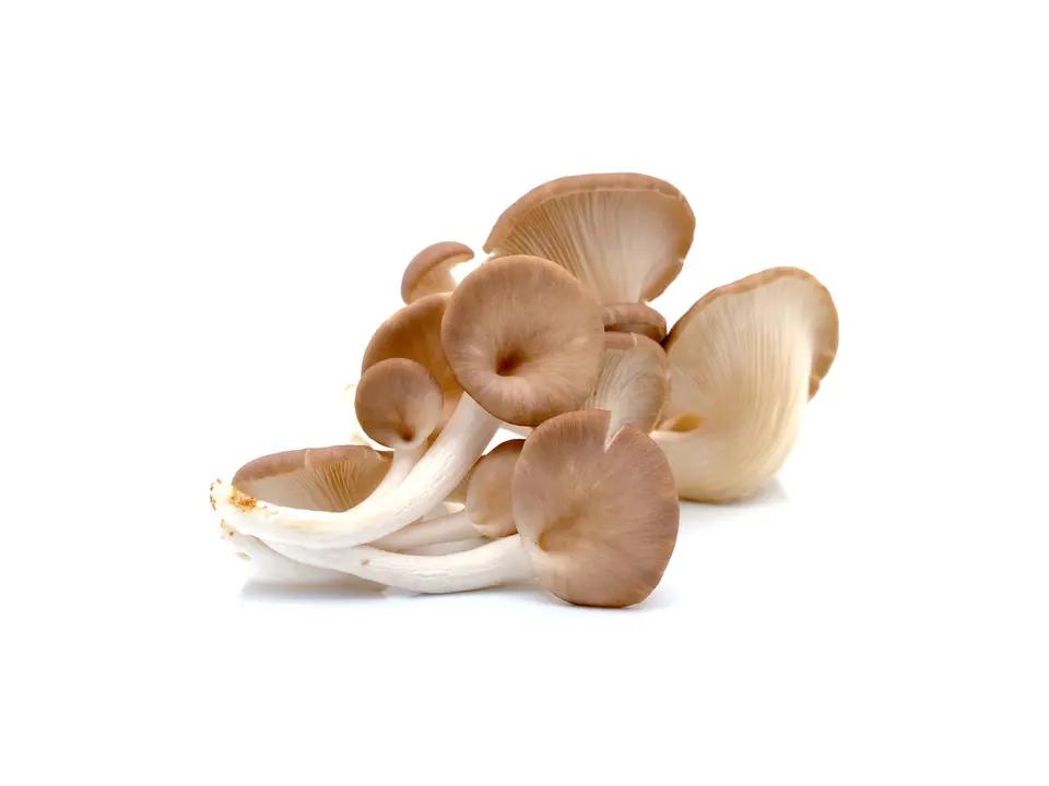 Indian oyster mushroom, on a white background