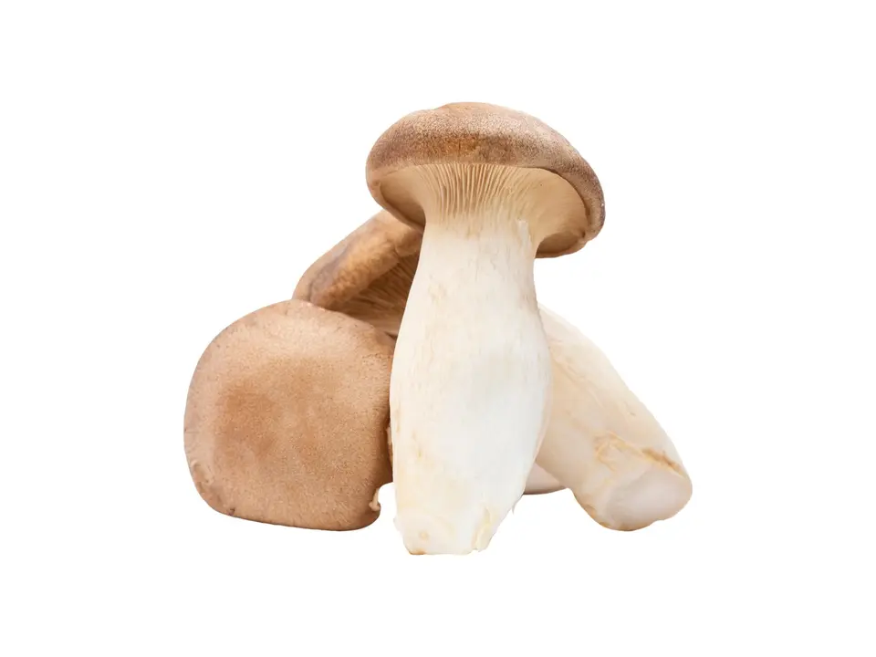 King oyster mushroom, on a white background