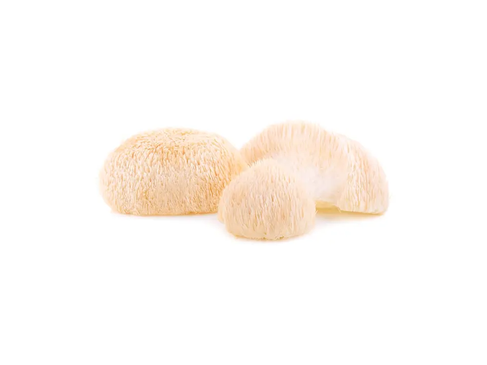 Lion's mane mushroom, on a white background