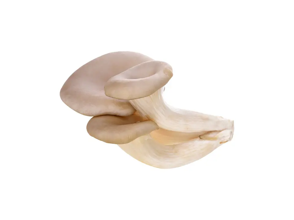 Grey oyster mushroom, on a white background